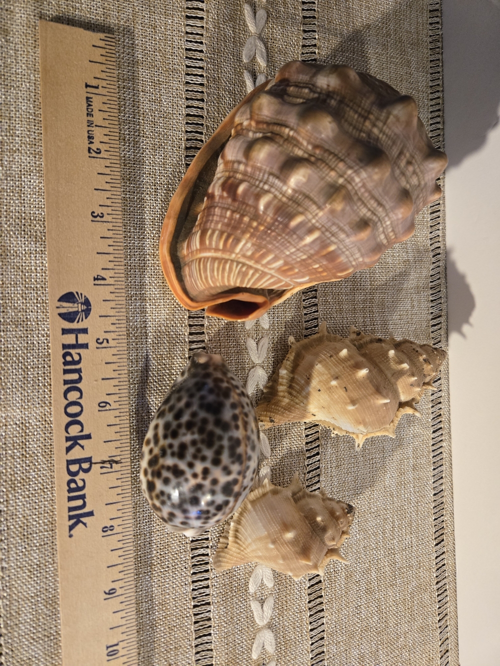 4 Beautiful Sea Shells - Picture 6 of 7